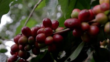 "Sensorial", un viaje al origen del café con Señal Colombia